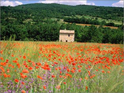 Provence poppy field