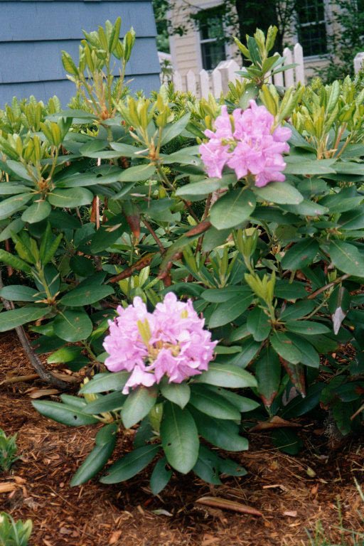 Rhodedendron blooms